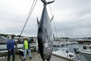 صيد التونة