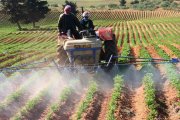 الزراعة في الجزائر 