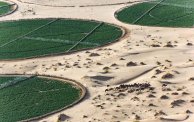 الزراعة في الصحراء الجزائرية (الصورة: الشروق أونلاين)