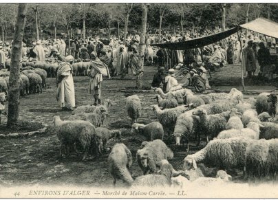 سوق الماشية في الجزائر قديمًا 
