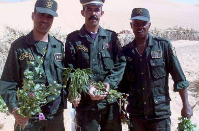 الدرك الوطني يحجز مزروعات لنبتة القنب الهندي (الصورة:Getty)