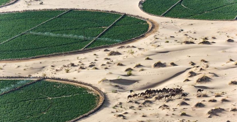 الزراعة في الصحراء الجزائرية (الصورة: الشروق أونلاين)