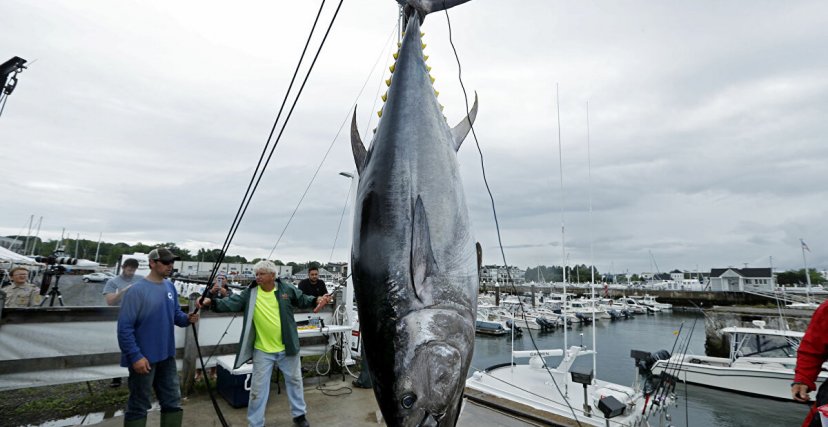 صيد التونة