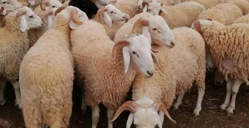 (الصورة: فيسبوك) سوق الكباش في الجزائر